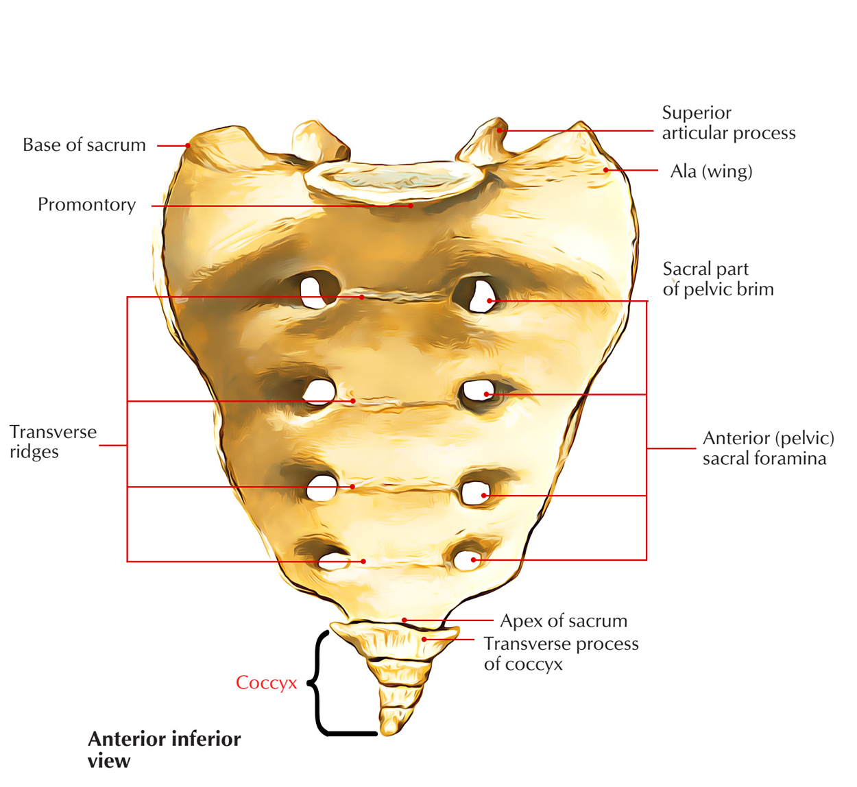 Coccyx