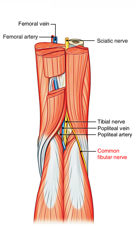 Popliteal Fossa: Common Peroneal Nerve