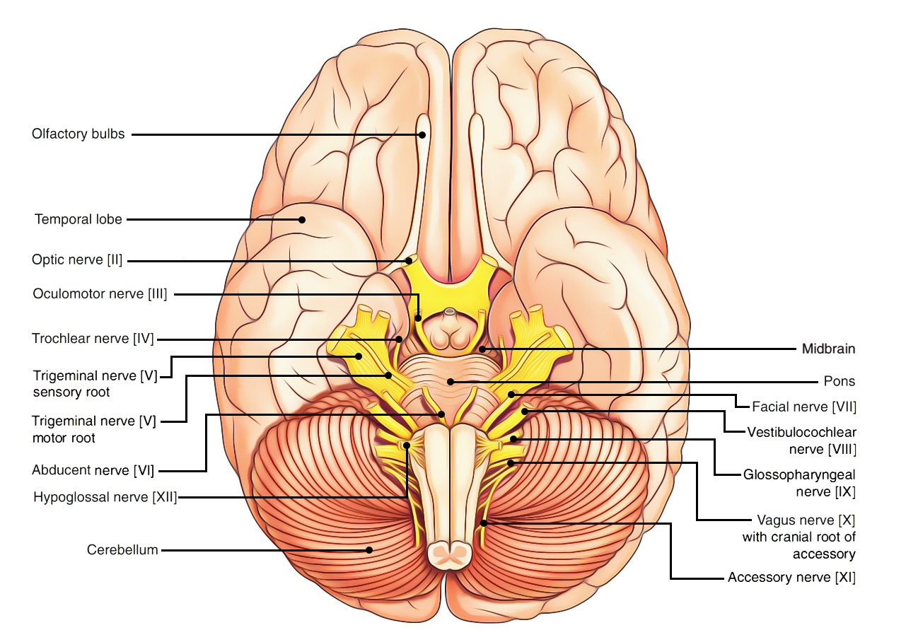 Cranial Nerves 1 12 Chart