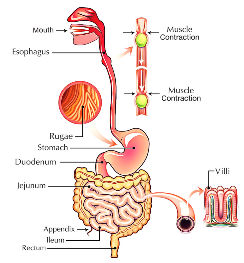 thesis about digestive system