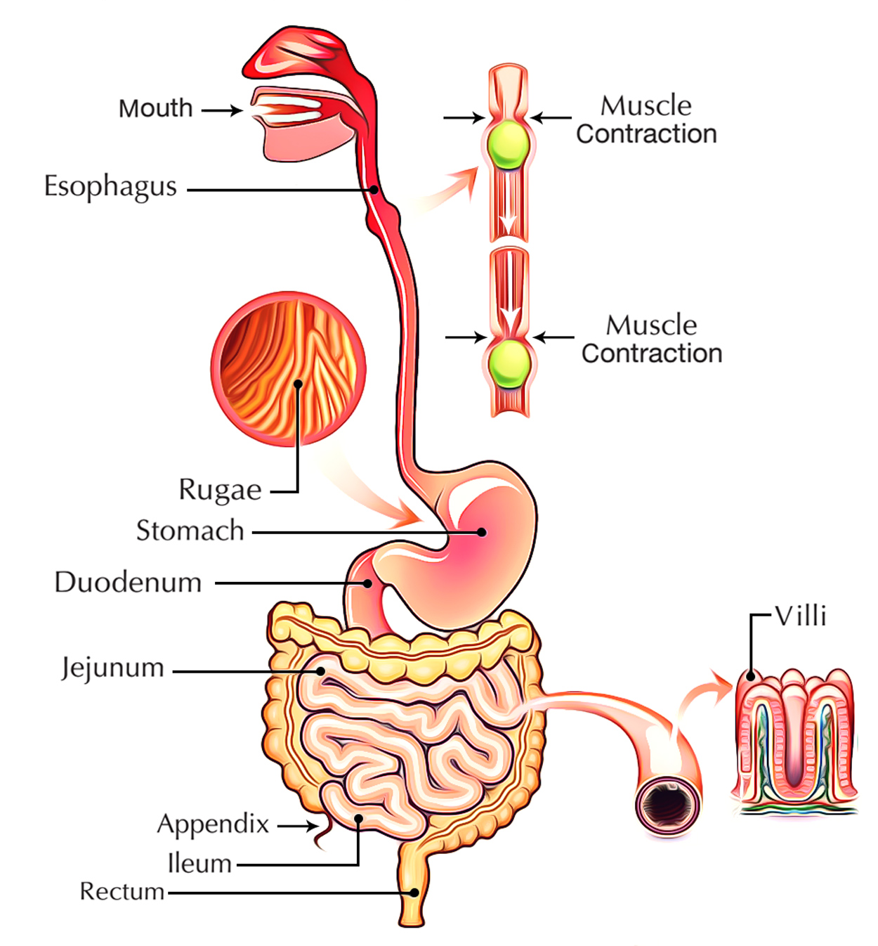 essay of process of digestion