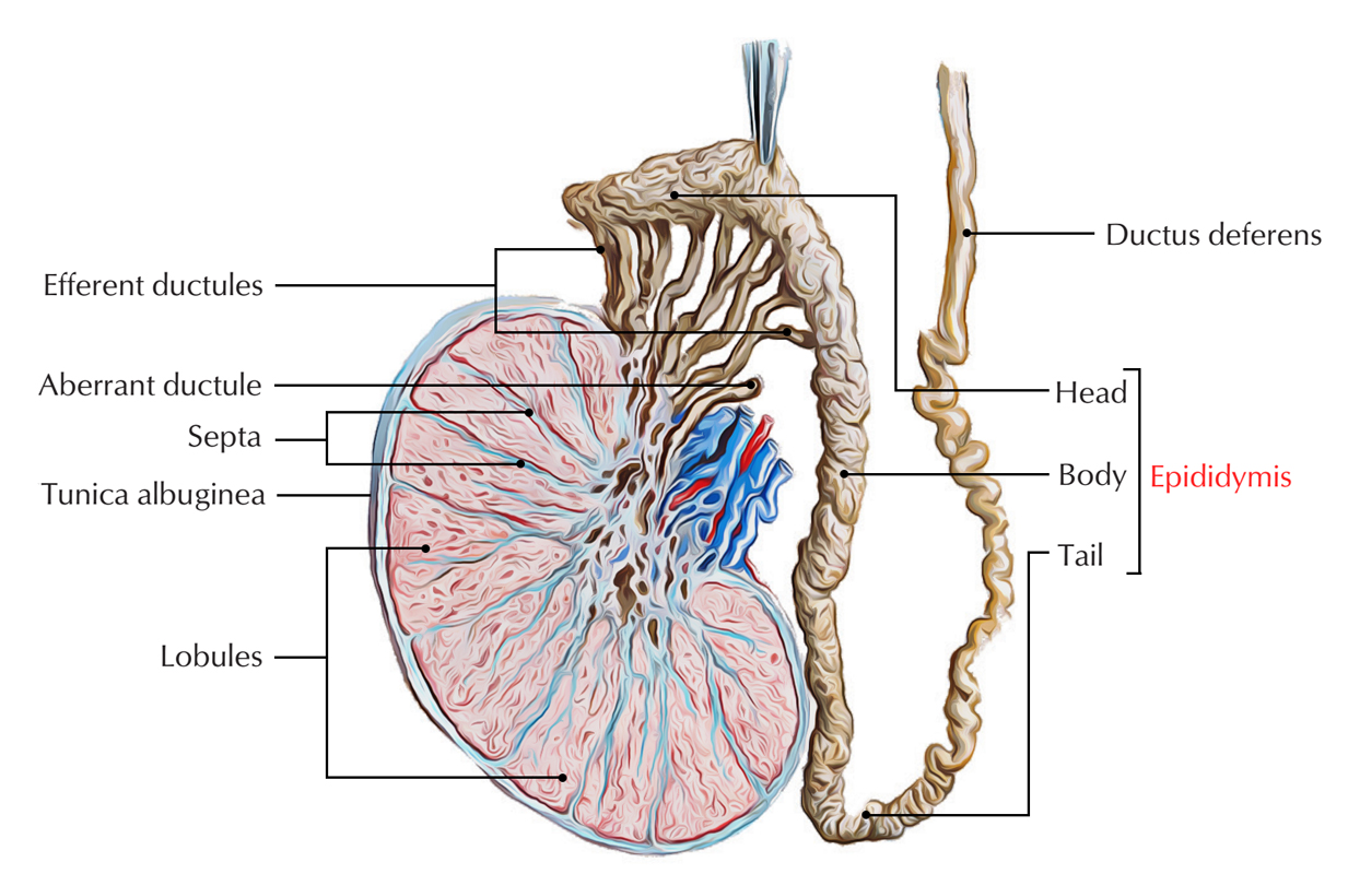 Testis and Epididymis: Epididymis