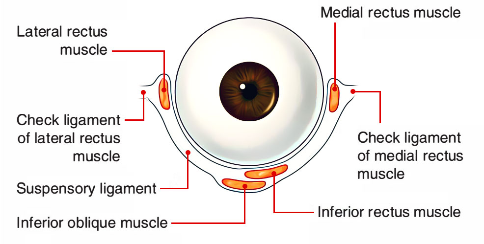 Ligaments associated to the Eye 