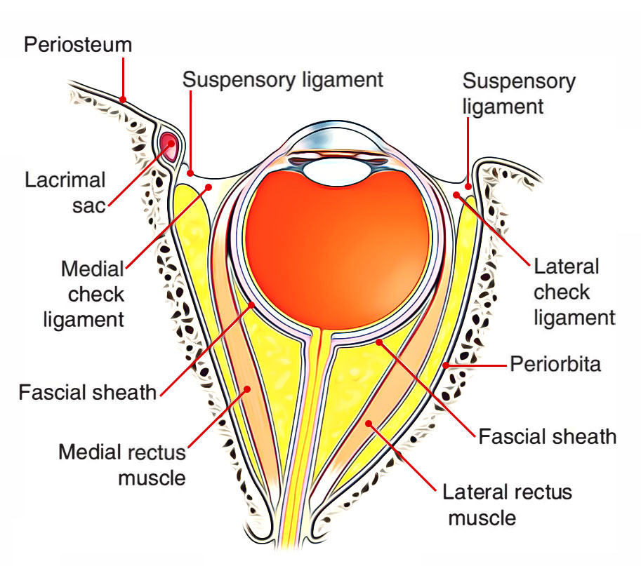 Ligaments associated to the Eye 