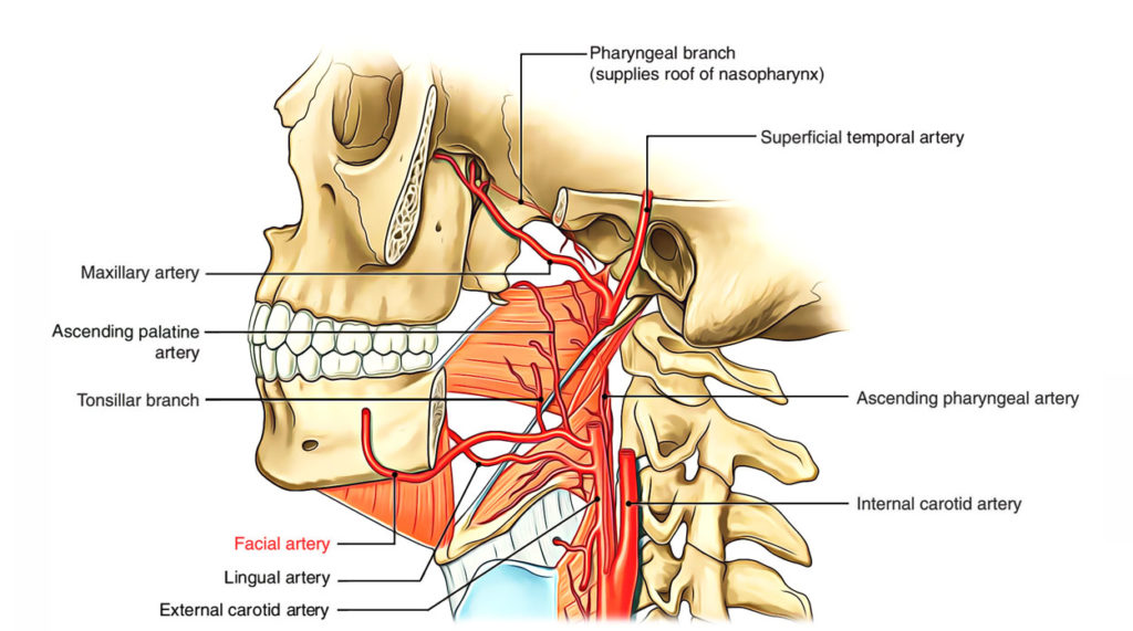 Facial Artery Earth's Lab