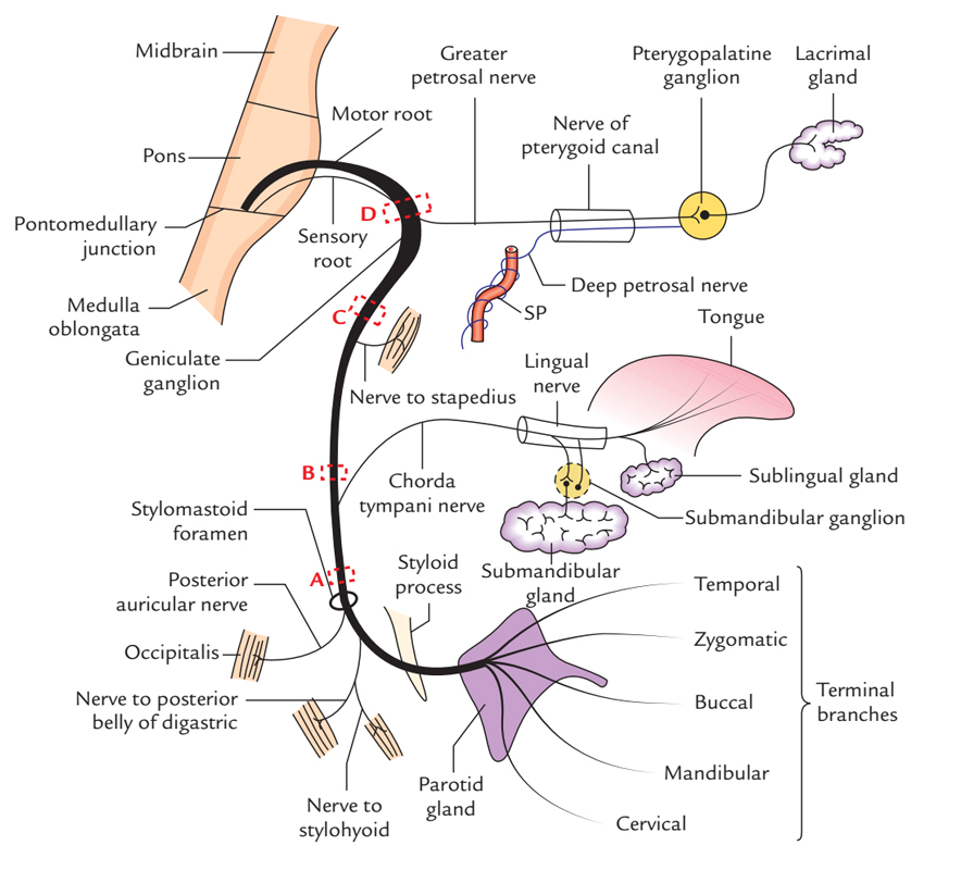 Facial Nerve: Branches and Distribution