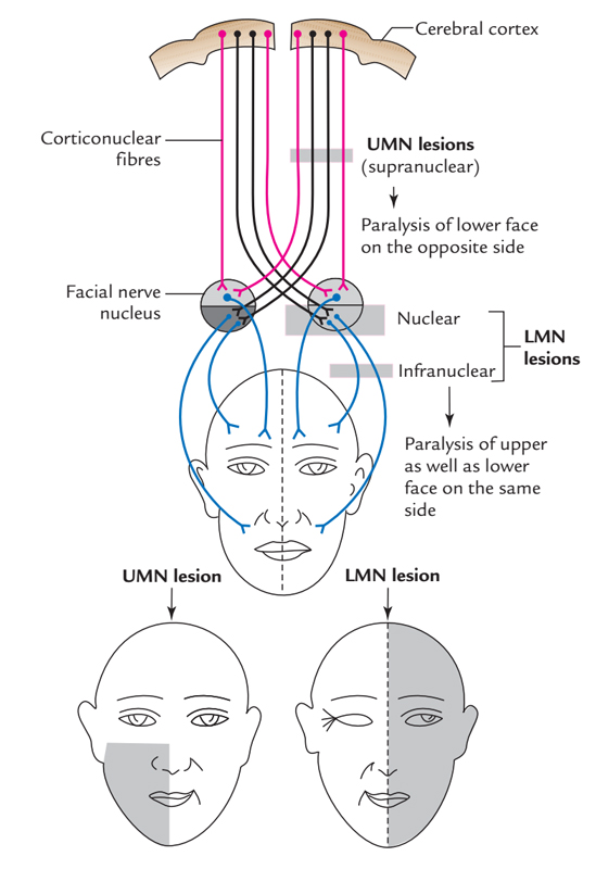Facial Nerve Innervation Chart