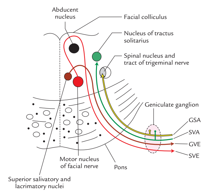 Facial Nerve: Functional Element and Nuclei