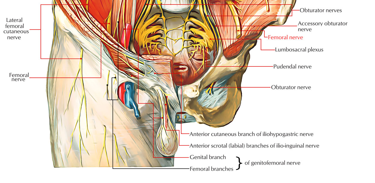 Femoral Nerve