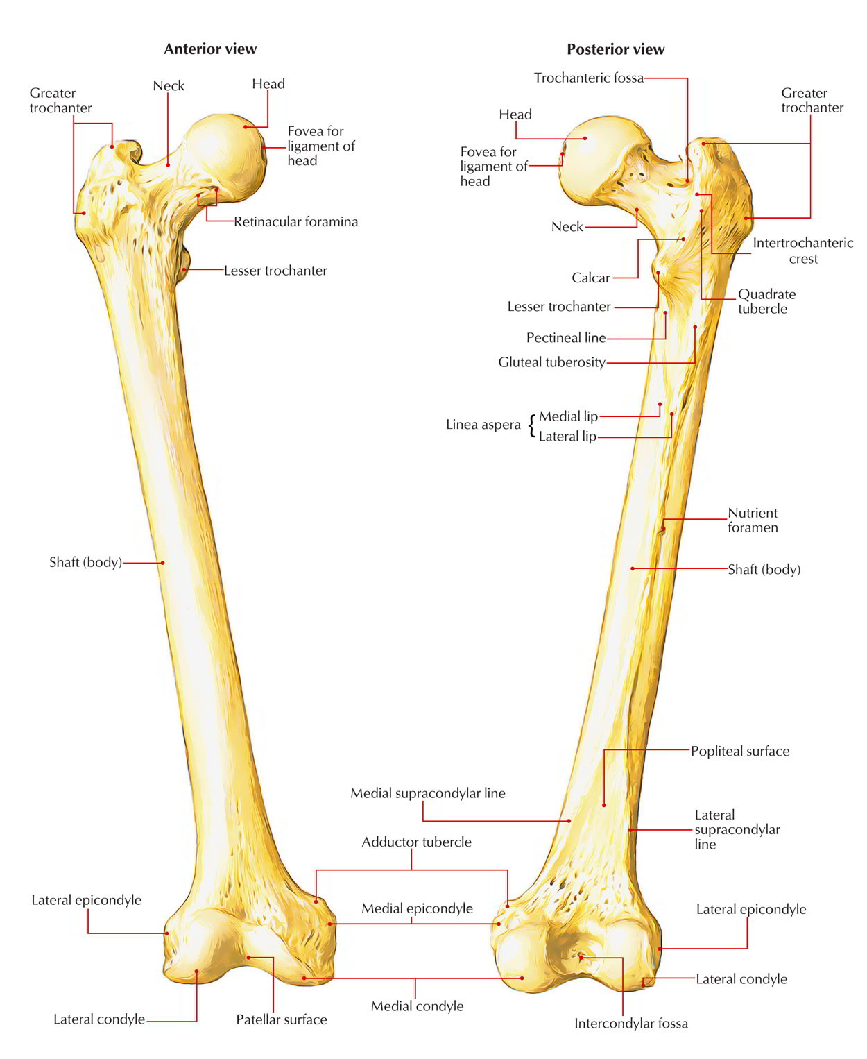 Femur