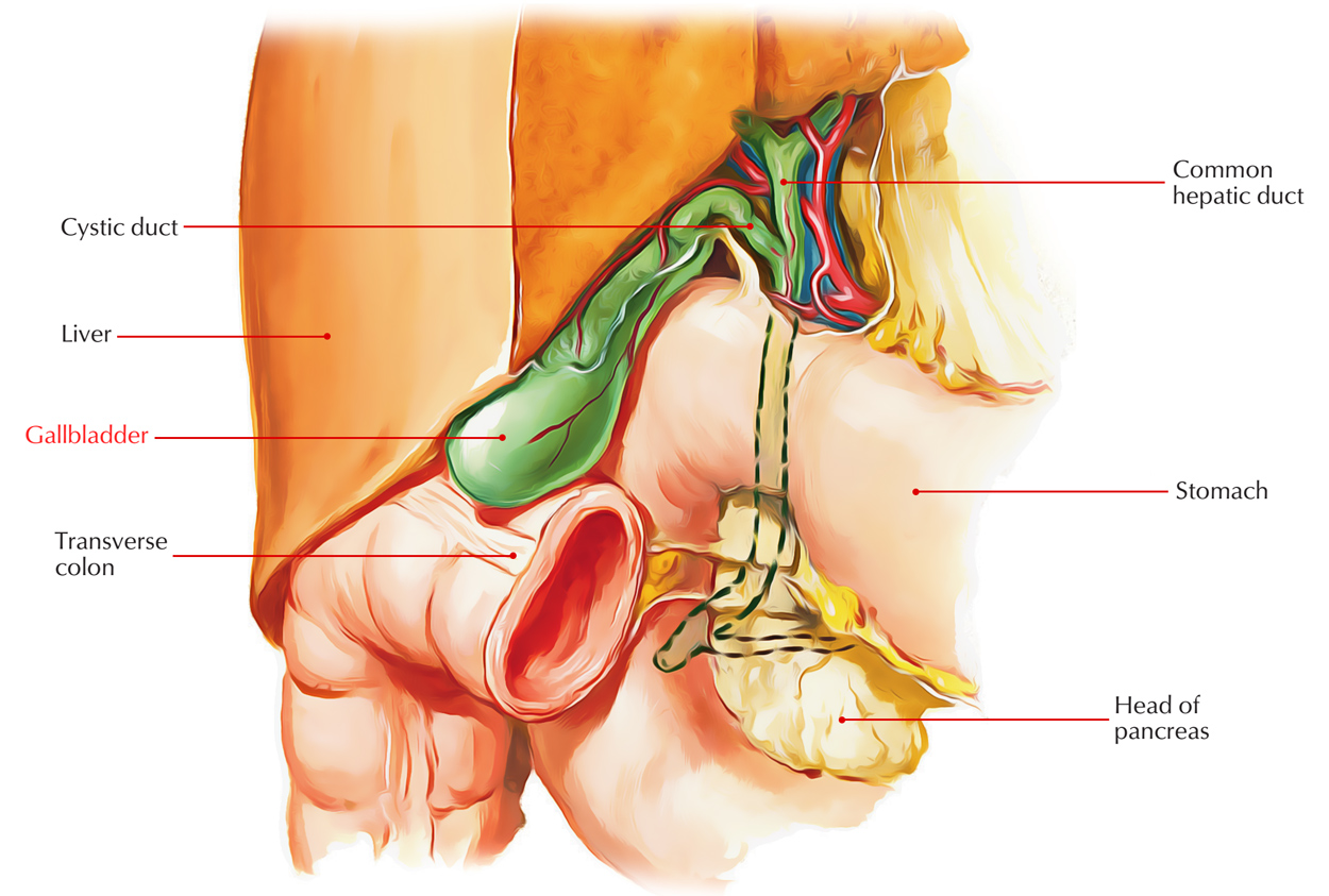 Digestive System: Gallbladder