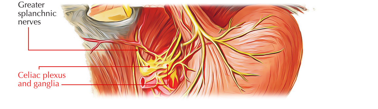 Thoracic Sympathetic Trunk - Ganglia 