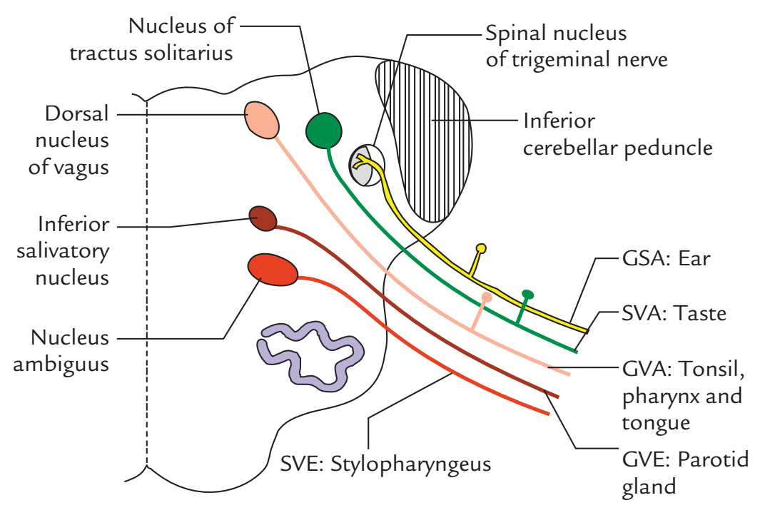 Glossopharyngeal Nerve: Functional Parts and Nuclei