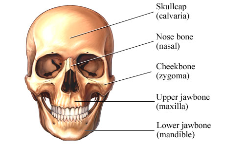Facial Bones – What Bones Form The Face? – Earth's Lab
