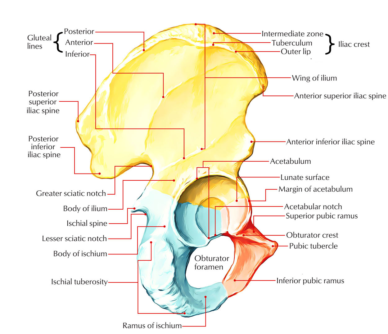 Attachments of Hip Bone