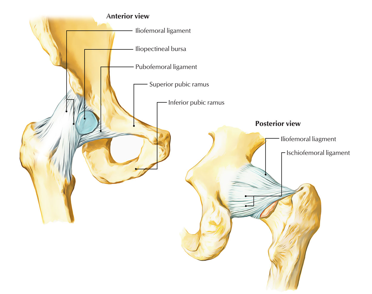 Hip Joint Ligaments