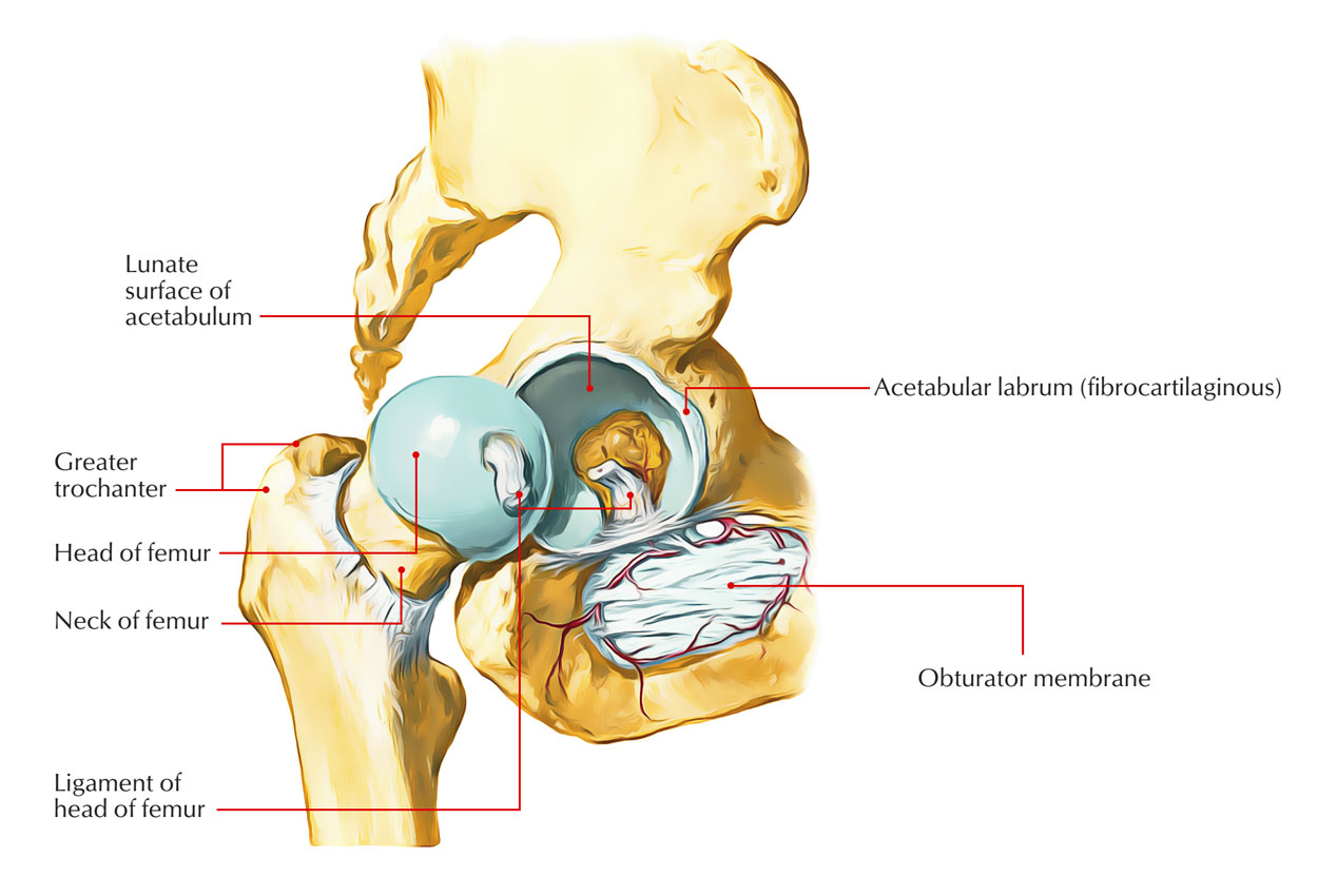 Hip Joint