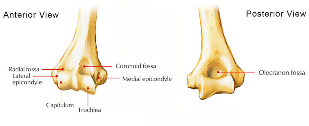 Medial Condyle of Humerus