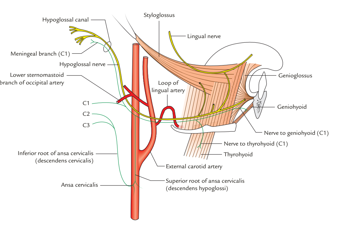 Hypoglossal Nerve: Origin and Course