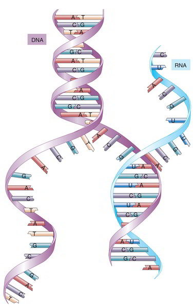 RNA structure. Transfer RNA. RNA r34. Создание КДНК.