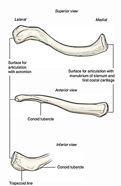 acromial-bone-anatomy