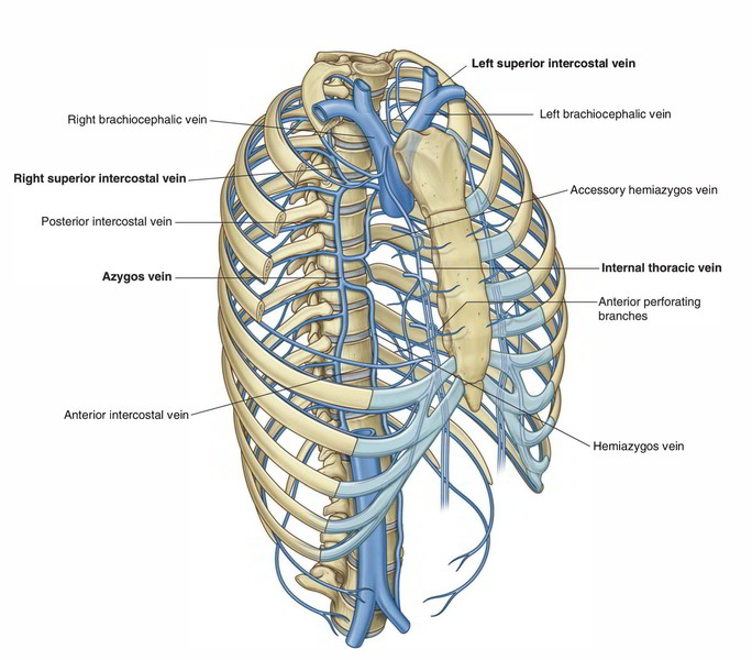 Easy Notes On 【Azygos and Hemiazygos Veins】Learn in Just 3 Mins!