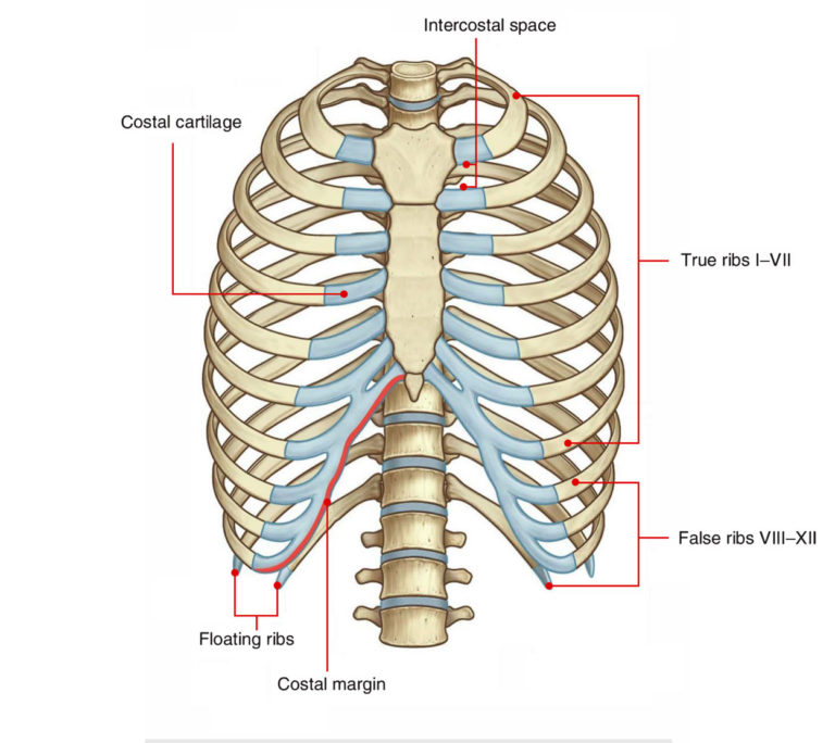 Intercostal Space Anatomy Earth's Lab