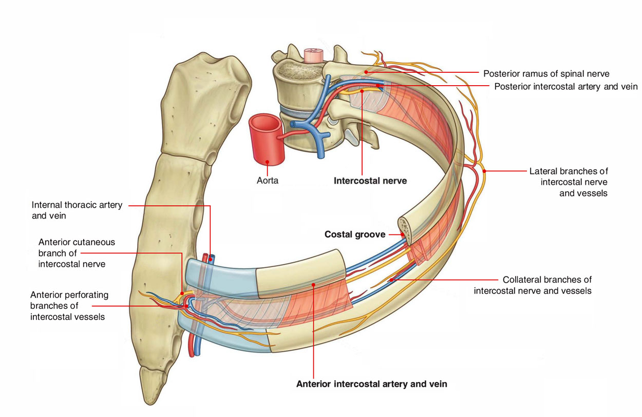 Intercostal Spaces: Anterolateral View