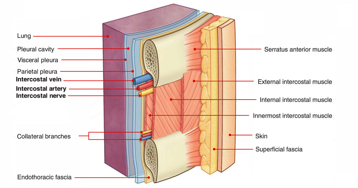 Intercostal Space: Relations