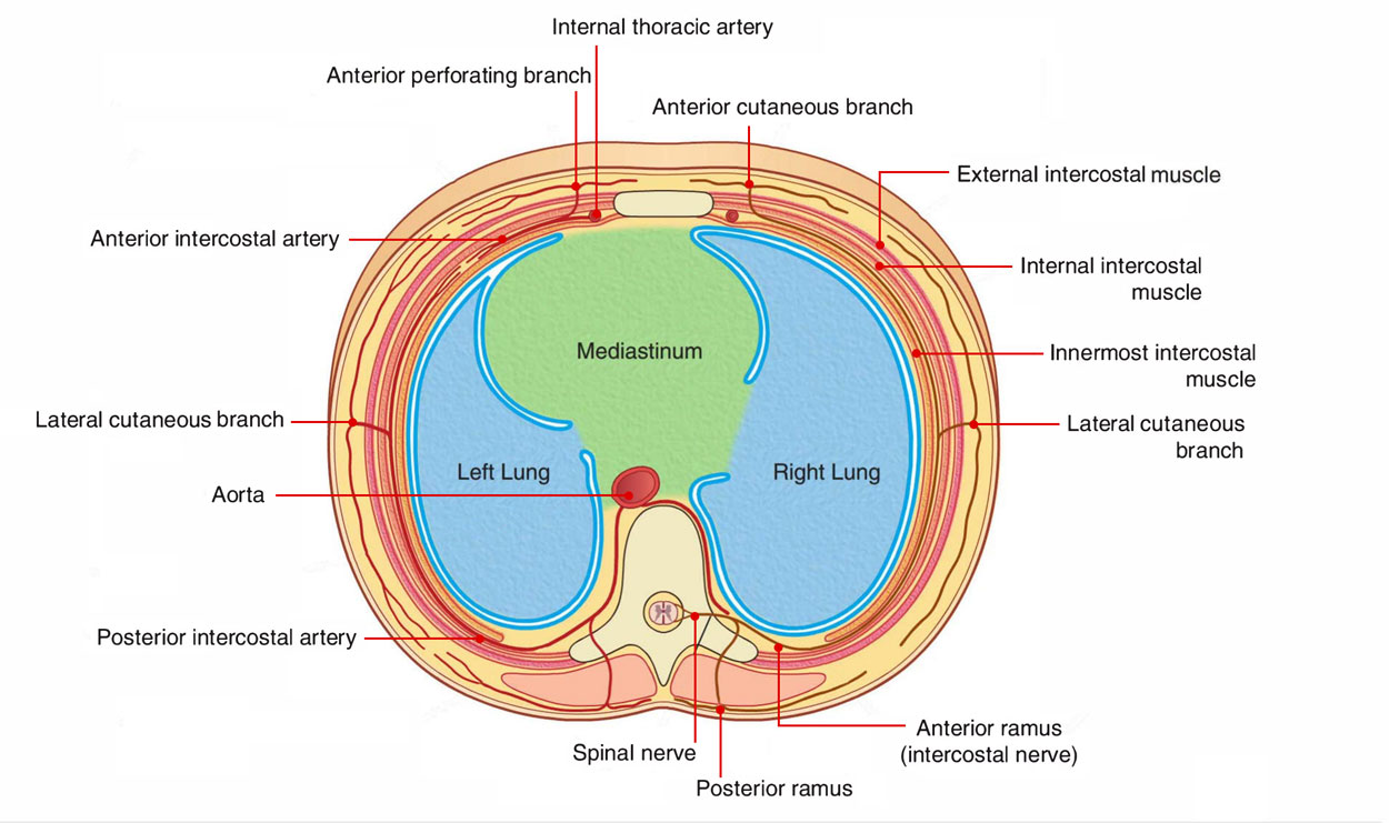 Intercostal Space: Transverse Section