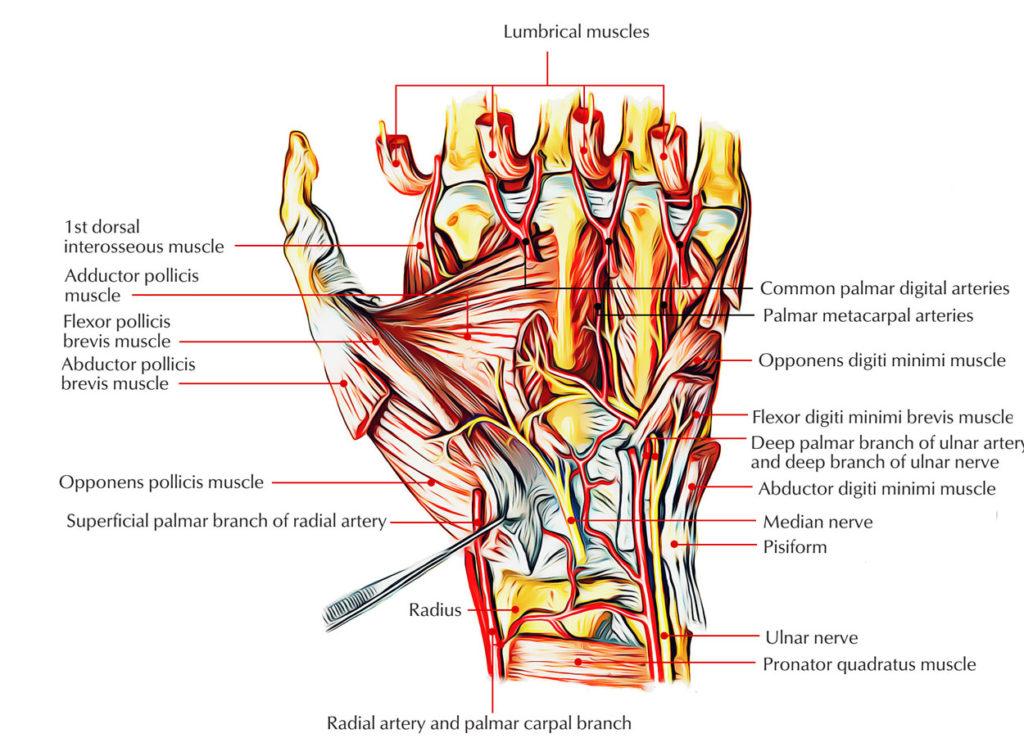 Intrinsic Muscles of the Hand Earth's Lab