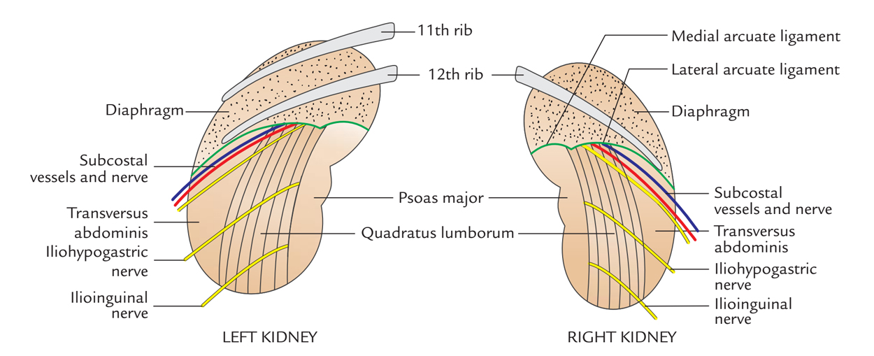 Kidneys: Posterior Relations