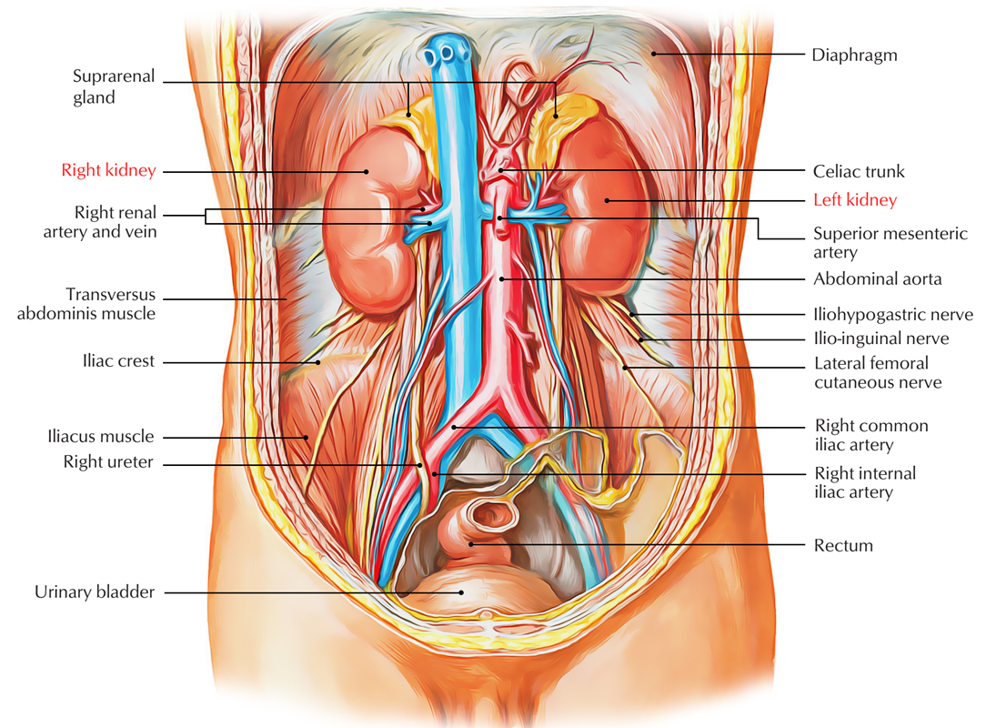 Kidneys