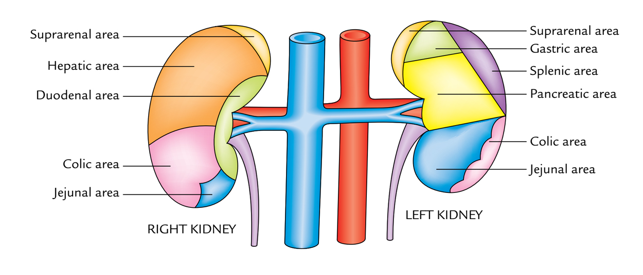 Kidneys: Anterior Relations