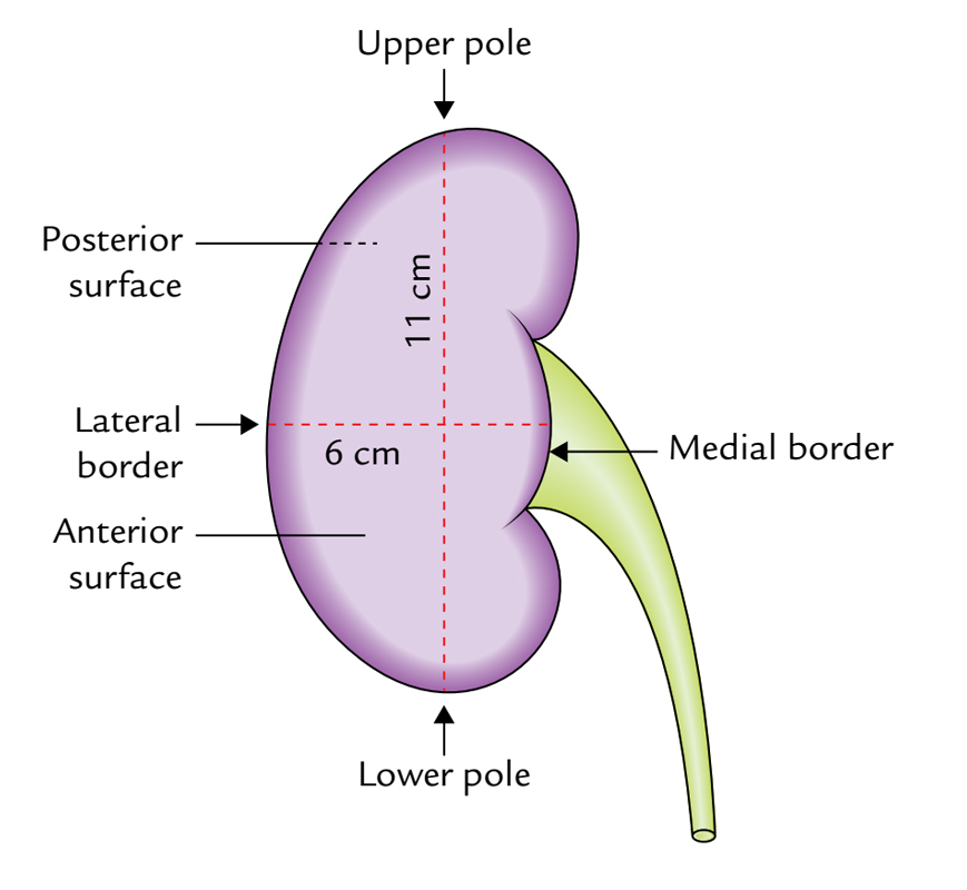 Kidney Line Diagram Choice Image - How To Guide And Refrence