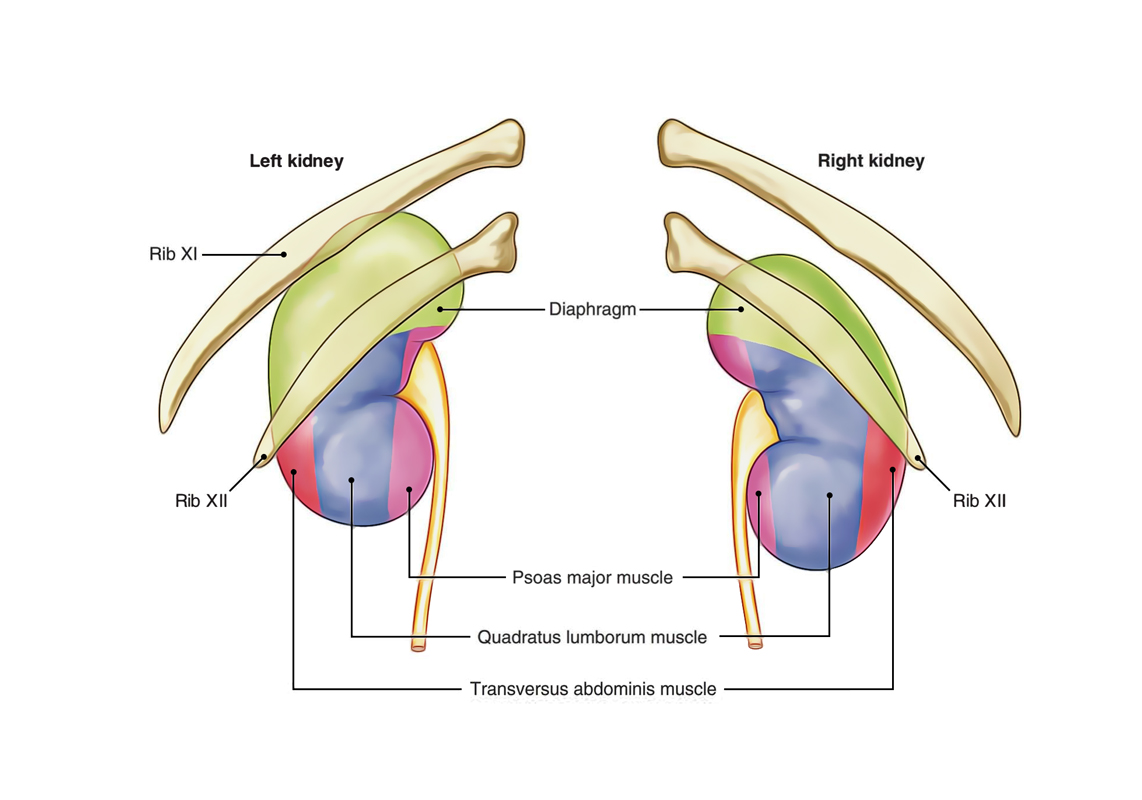 Kidneys: Location