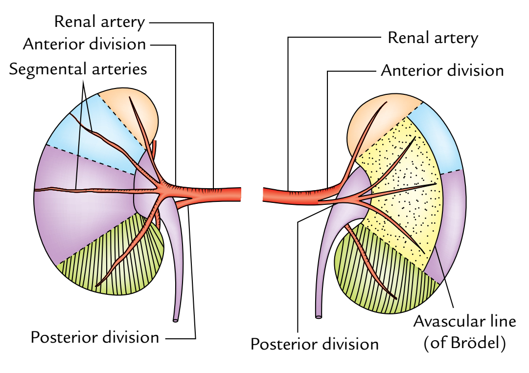 Kidneys: Renal Artery