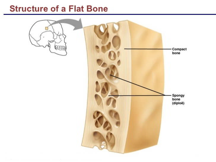 The Gross and Microscopic structure of a Long and a Flat Bone – Earth's Lab