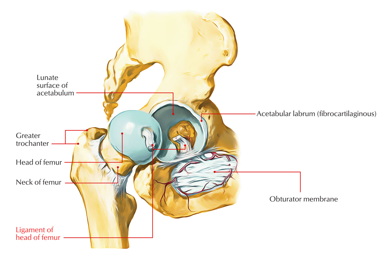 Round Ligament of The Head of Femur