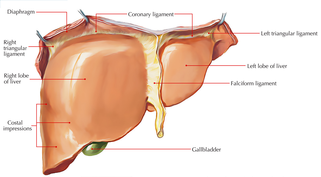 Liver: Diaphragmatic Surface 