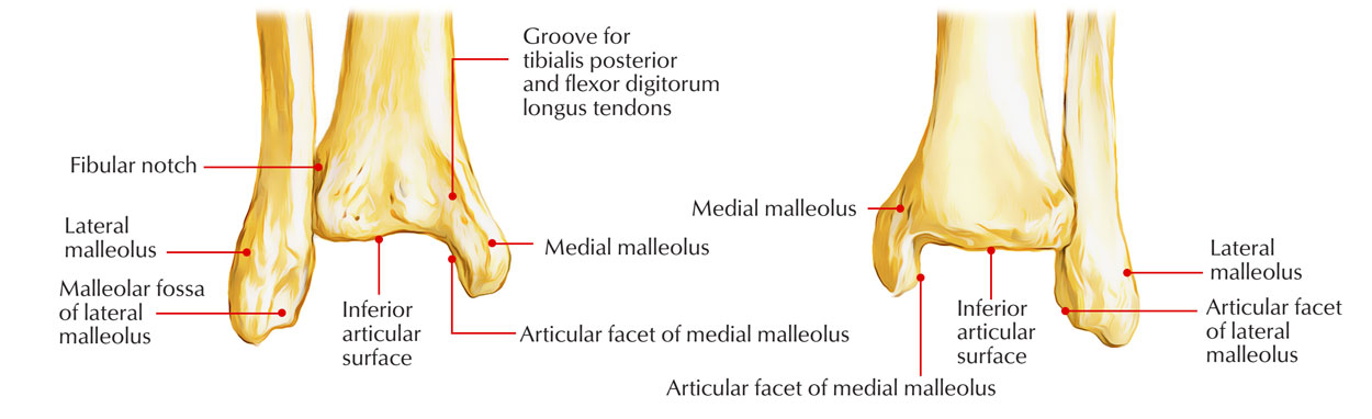 Lower End of Fibula 