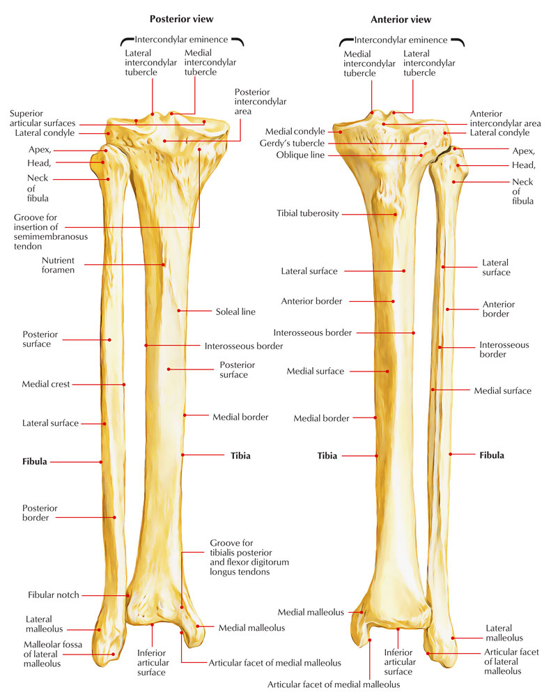 Tibia Bone Anatomy Anatomical Charts And Posters