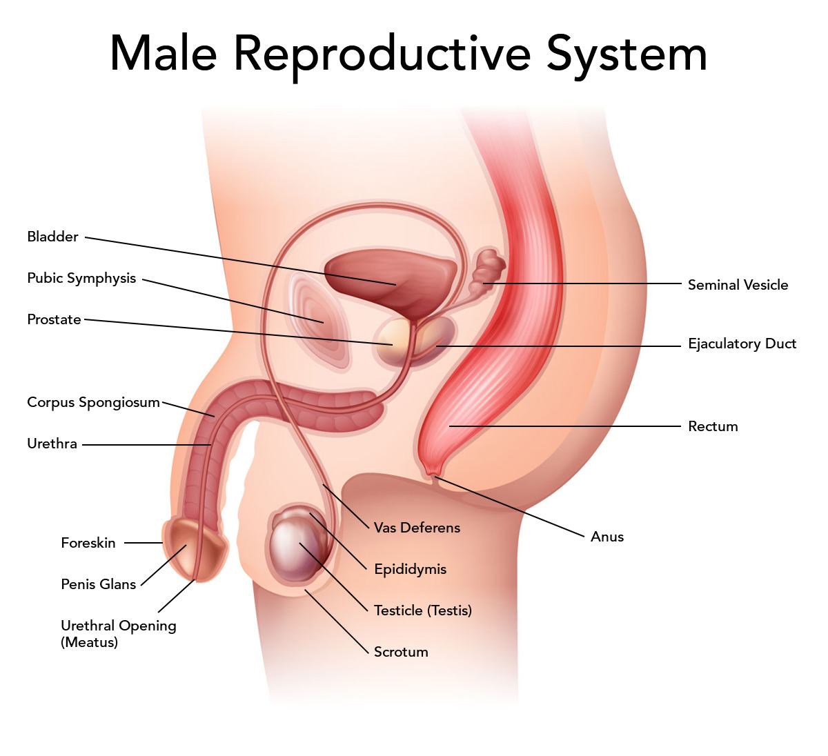 Male Reproductive System