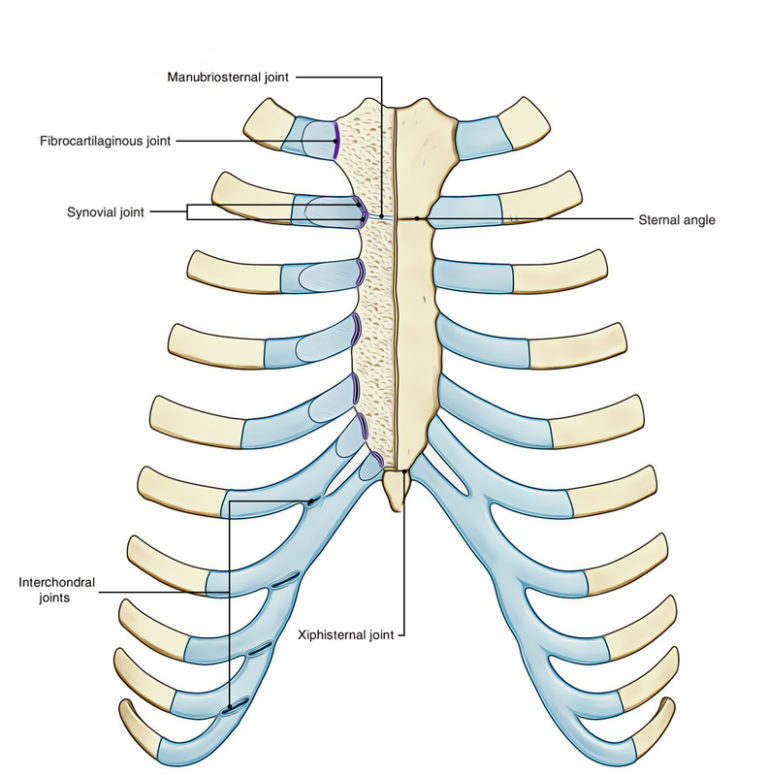 Interchondral Joints and Manubriosternal Joint Earth's Lab