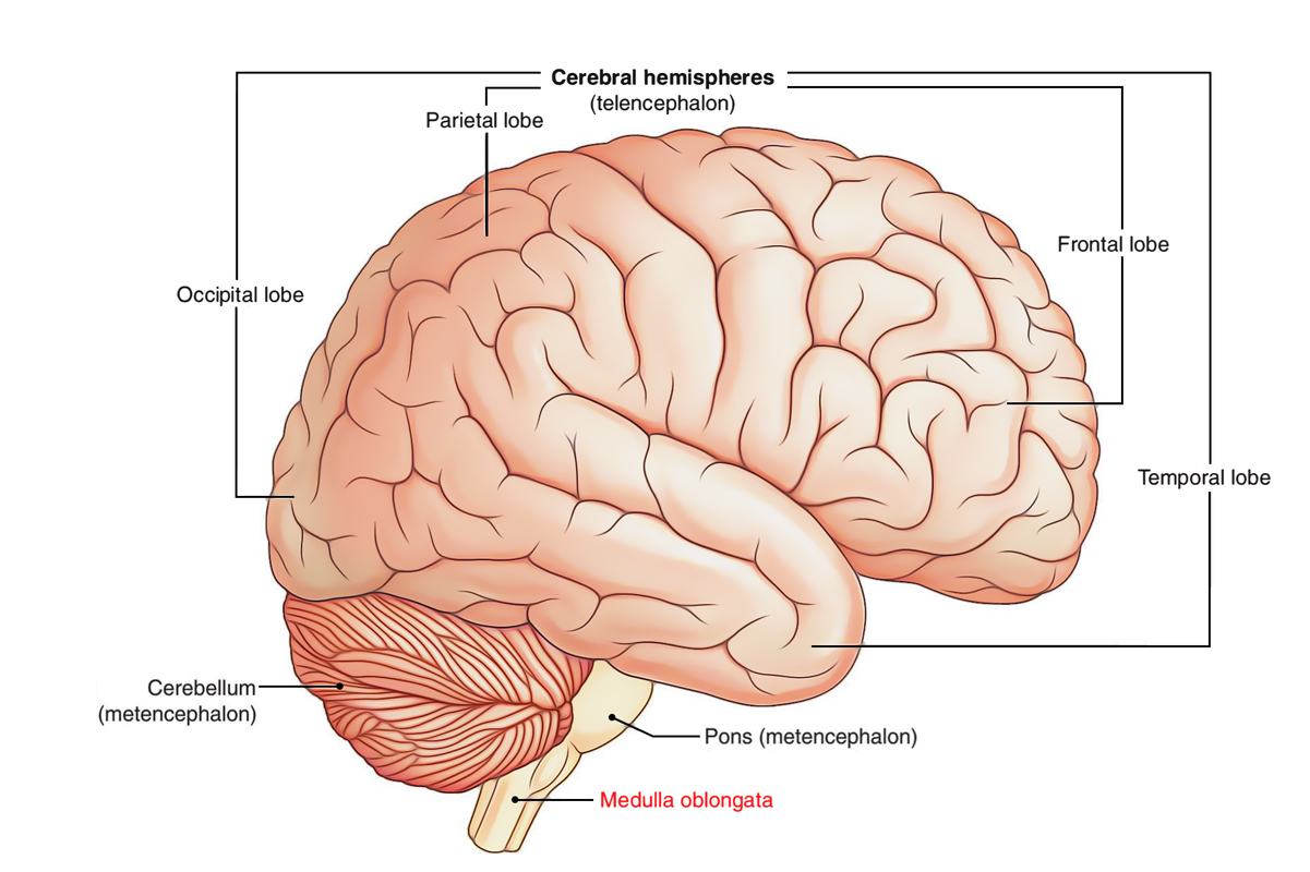 what does the medulla do