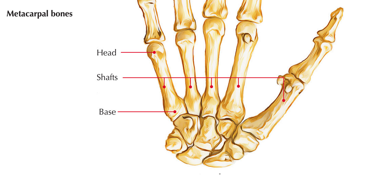  Metacarpal Bones: Parts of Metacarpal Bones