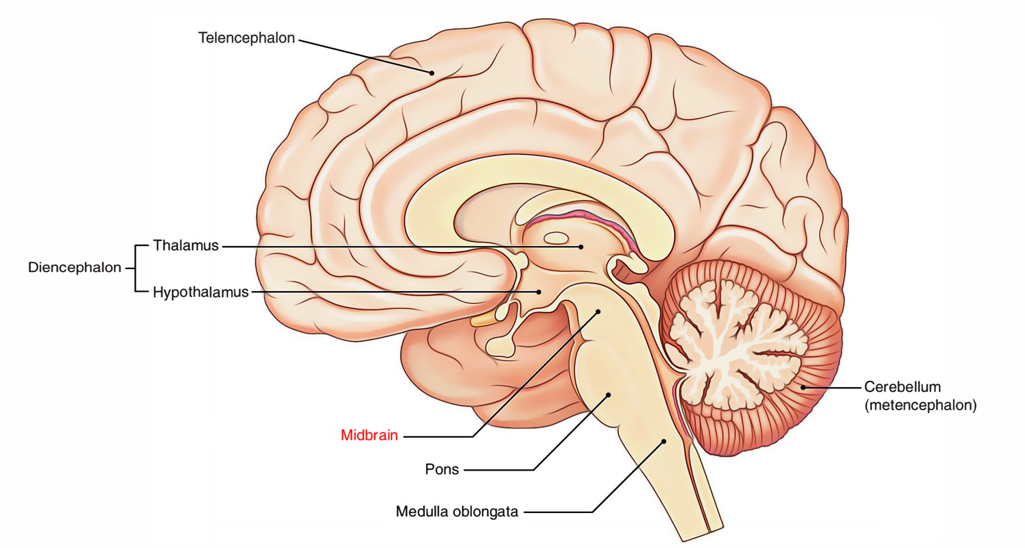 Medulla Oblongata: Midbrain