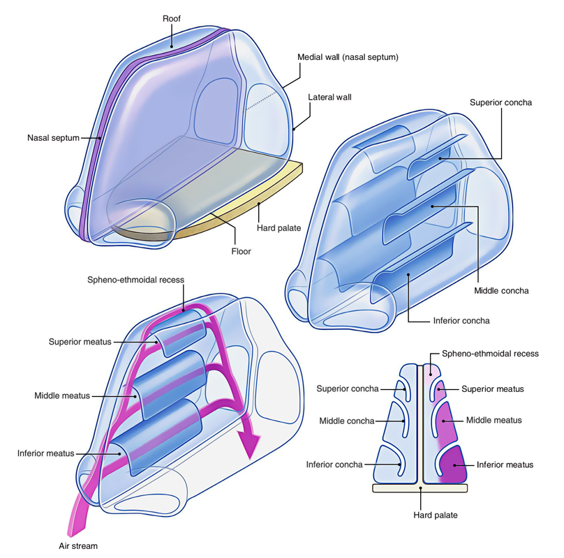 Nasal Cavity