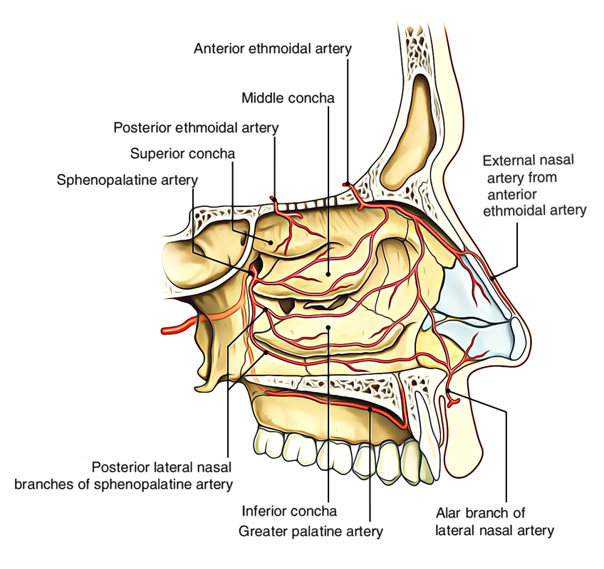 Nasal Cavity: Arterial Supply