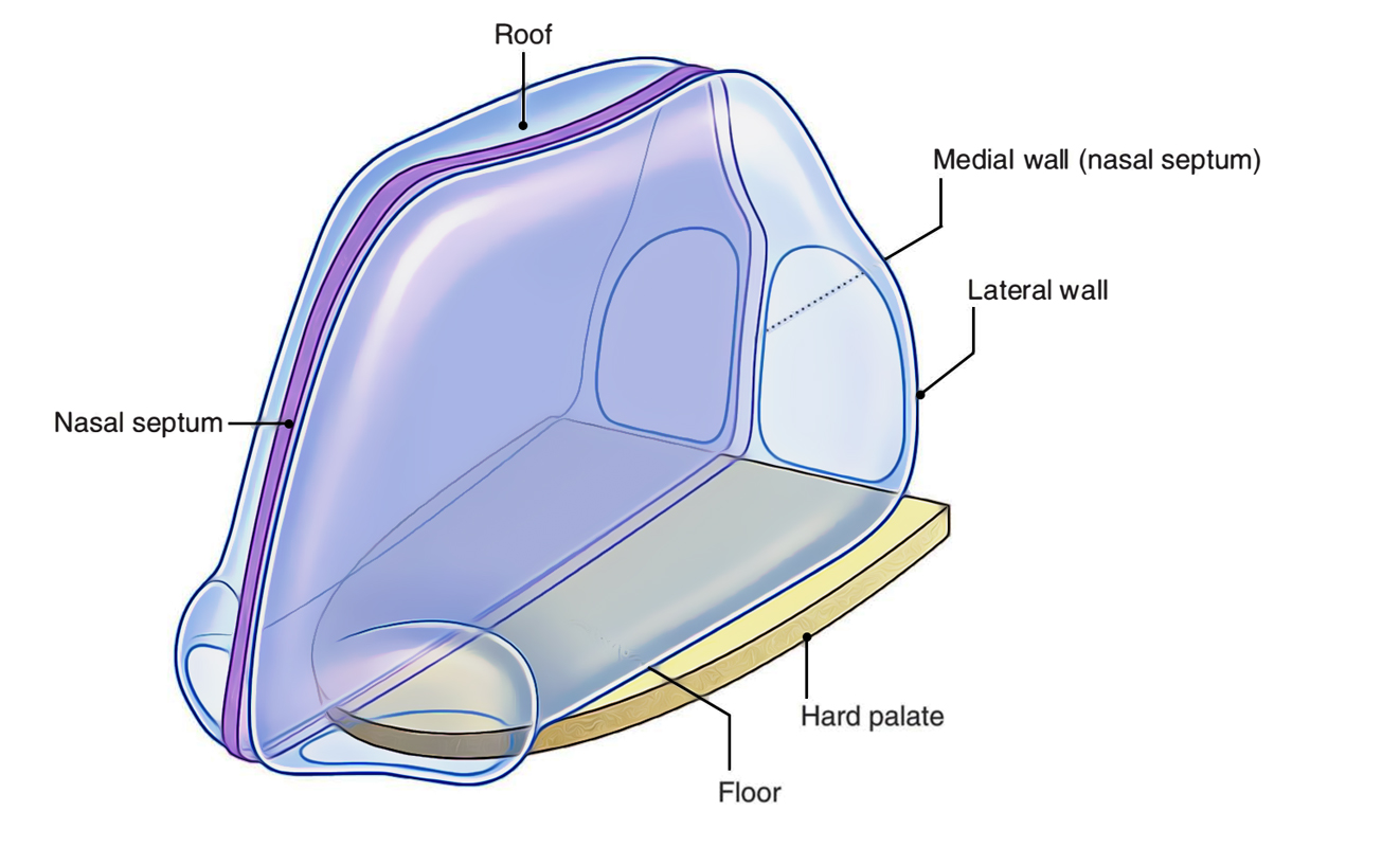 Nasal Cavity: Borders